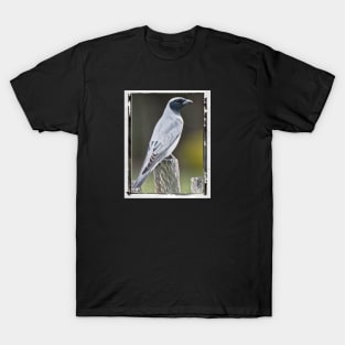 Cuckoo, Australia. The cuckoo, a shy bird, is found on the east coast of Australia. T-Shirt